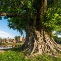 Bodhi Baum Sukhothai Historical Park