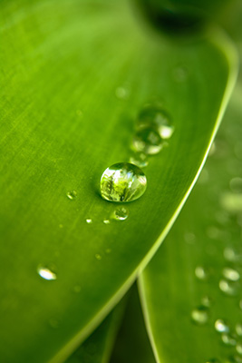 Lotuseffekt: Tautropfen perlen von grünem Blatt ab