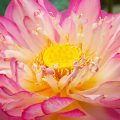 Geöffnete rosafarbene Lotusblüte mit gelben Blütenstempel