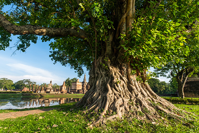 Bodhi Baum Sukhothai Historical Park