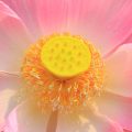 Geöffnete pinkfarbene Lotusblüte mit gelben Herzen